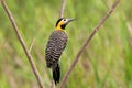 Field Flicker (Colaptes campestris) Royalty Free Stock Photo