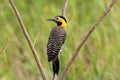 Field Flicker (Colaptes campestris)