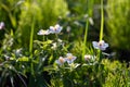 Field floral. Anemones in the grass. Wild northern anemones flowers blooming in spring or summer season in Yakutia, Siberia Royalty Free Stock Photo