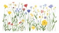 Field floral herbs, stems, beautiful delicate blossomed wildflowers. Abstract botanical flat modern illustration