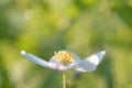 Field floral. Wild northern anemones flowers blooming in spring or summer season in Yakutia, Siberia Royalty Free Stock Photo