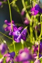 Pretty field flower bell large