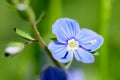 Field flower blue.