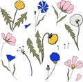 Field flower in cartoon style. Vector dandelions, cornflowers and cosmos flowers. Wild botanical bloom. Great for tea p