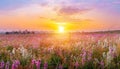 field flower meadow beautiful sunset countryside violet blooming pink nature background Royalty Free Stock Photo