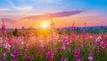 field flower meadow beautiful sunset countryside violet blooming pink nature background Royalty Free Stock Photo