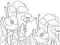 Field flower, poppies. War symbol. Children coloring page full page, ready for printing.