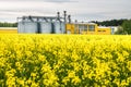 Field of flower of rapeseed, canola colza in Brassica napus on agro-processing plant for processing and silver silos for drying Royalty Free Stock Photo
