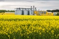 Field of flower of rapeseed, canola colza in Brassica napus on agro-processing plant for processing and silver silos for drying Royalty Free Stock Photo