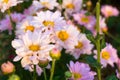 Field of flower and sun in morning.beuatify nature. Royalty Free Stock Photo