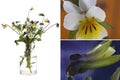 Field flower Viola arvensis field pansy in a glass vessel on a white background Royalty Free Stock Photo