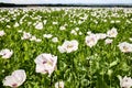 Field of flowering Breadseed Poppies Papaver Somniferum