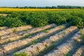 Field with flowering shrubs of potato High beds for potato growing Royalty Free Stock Photo