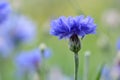 Field of flowering cornflowers, summer meadow of blue cornflowers. natural floral background. close-up Royalty Free Stock Photo