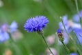 Field of flowering cornflowers, summer meadow of blue cornflowers. natural floral background. close-up Royalty Free Stock Photo
