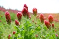 Field of flowering crimson clovers Trifolium incarnatum close up.