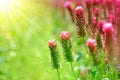 Field of flowering crimson clovers Trifolium incarnatum close up.