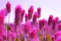 Field of flowering crimson clovers (Trifolium incarnatum) close up.