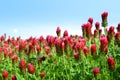 Field of flowering crimson clovers Trifolium incarnatum