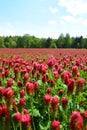 Field of flowering crimson clovers Trifolium incarnatum