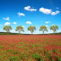 Field of flowering crimson clovers Trifolium incarnatum