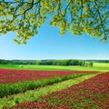 Field of flowering crimson clovers Trifolium incarnatum in sunny day.