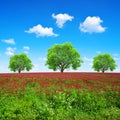 Field of flowering crimson clovers Trifolium incarnatum in sunny day.