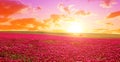 Field of flowering crimson clovers (Trifolium incarnatum) at sunset.