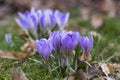Field of flowering crocus vernus early spring plants growing in the garden, group of light violet flowers in bloom