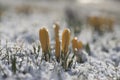 Field of flowering crocus vernus plants covered with snow, group of bright colorful early spring flowers in bloom Royalty Free Stock Photo