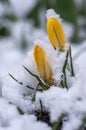 Field of flowering crocus vernus plants covered with snow, group of bright colorful early spring flowers in bloom Royalty Free Stock Photo