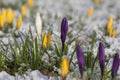 Field of flowering crocus vernus plants covered with snow, group of bright colorful early spring flowers in bloom Royalty Free Stock Photo