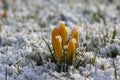 Field of flowering crocus vernus plants covered with snow, group of bright colorful early spring flowers in bloom