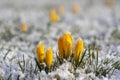 Field of flowering crocus vernus plants covered with snow, group of bright colorful early spring flowers in bloom Royalty Free Stock Photo