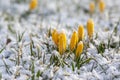 Field of flowering crocus vernus plants covered with snow, group of bright colorful early spring flowers in bloom Royalty Free Stock Photo