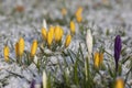 Field of flowering crocus vernus plants covered with snow, group of bright colorful early spring flowers in bloom Royalty Free Stock Photo