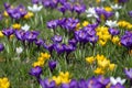 Field of flowering crocus vernus plants, group of bright colorful early spring flowers in bloom