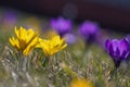 Field of flowering crocus vernus plants, group of bright colorful early spring flowers in bloom Royalty Free Stock Photo