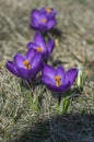 Field of flowering crocus vernus plants, group of bright colorful early spring flowers in bloom Royalty Free Stock Photo