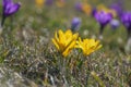 Field of flowering crocus vernus plants, group of bright colorful early spring flowers in bloom Royalty Free Stock Photo