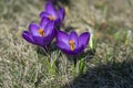 Field of flowering crocus vernus plants, group of bright colorful early spring flowers in bloom Royalty Free Stock Photo