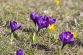 Field of flowering crocus vernus plants, group of bright colorful early spring flowers in bloom Royalty Free Stock Photo