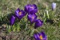 Field of flowering crocus vernus plants, group of bright colorful early spring flowers in bloom Royalty Free Stock Photo