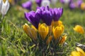 Field of flowering crocus vernus plants, group of bright colorful early spring flowers in bloom Royalty Free Stock Photo