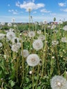 Field with flowering dandelions