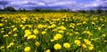 Field of flowering dandelions. HDR landscape photography.