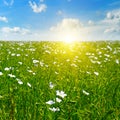 Field with flowering flax and sun