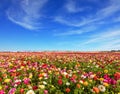 Field of flowering garden buttercups