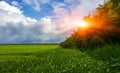 Field flowering grass, grove, perfect clouds at sunset