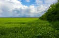 Field flowering grass, grove of trees, beautiful clouds